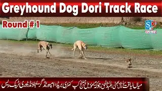 Greyhound Race | Dori Track Race Round 1 | Rajoka Coursing Club Fsd #dog #doglover #animals #racing