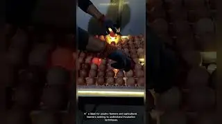 Egg Candling: Screening Fertile Eggs Before Hatching