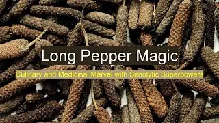 Long Pepper Magic #aging #health #longevity #diet #long Indian pepper # senolytic #anti-cancer #fat