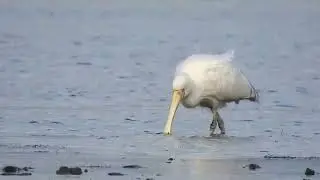 How the Yellow billed Spoonbill searching for food | Eco Lens