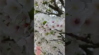 #spring #uk