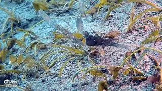 2 Robust Ghost PipeFish, Aivy Maes, Dauin, Philippines, with Nhoe