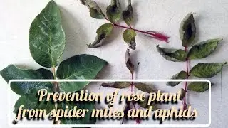 Prevention of rose plant from spider mites and aphids..#viral #video 