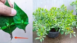 Best way to grow chili from leaves few people know