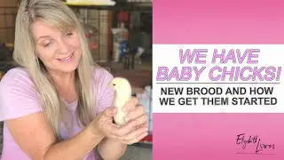 TINY FLUFFY BABY CHICKS ARRIVE AT OUR HOME!