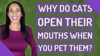 Why do cats open their mouths when you pet them?