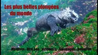 Les plus belles plongées du monde
