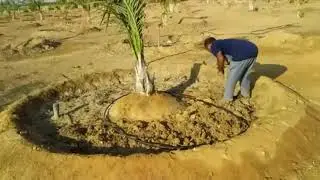 أسئلة هامه عن النخيل واجابات عنها  اكتوبر 2021