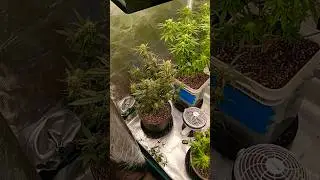 #indoor #plantlife #horticulturelife #newgrower #recreationalactivity