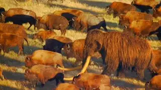 Ice Age Giants BBC [2013] - Steppe Bison Screen Time