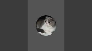 Kucing ras BSH,ready desember