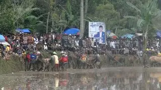 Bull racing season begins in Indonesia