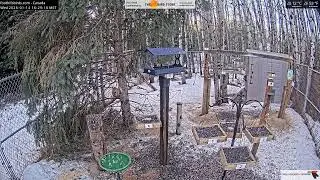 2026-01-14 - Foothills Birds - Live BirdCam [65+ Species]