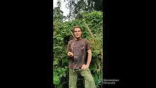 Bosque Medicinal - the reforestation project 2022