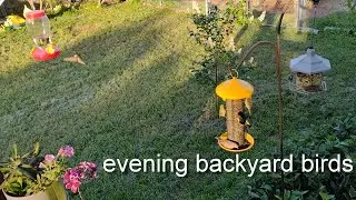 Evening Backyard Birds 🎶🐦ep3