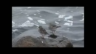 Shore bird migration