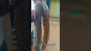 Big snakehead fish recipe 😲#snakeheadfish #shorts #youtubeshorts #recipe #trendingshorts #testyfish