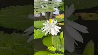 Bunga Lotus #shorts #lotus #teratai #whitelotus  #tanaman #flowers #waterlily