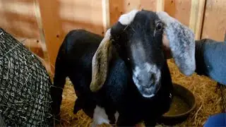 Nubian Goat rejected her baby.