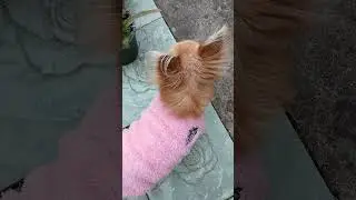 เสื้อกันหนาวขนฟู #dog #funny #chihuahuafanclub #petshub #pets #animals #doggielife