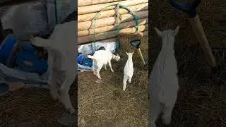#русская #деревня #козочки #мама с #дочкой