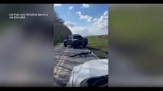 Alligator stops traffic as it crosses road with turtle in its mouth