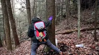 Hemlock Woolly Adelgid: How to Treat Your Trees