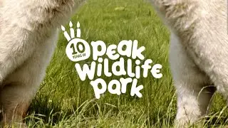 Our fantastic day out to @peakwildlifepark2015 ❤️ #zoo #animals #wildlife #tourism 