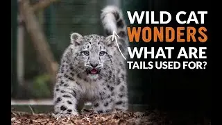 What do Cats' Tails do? | Wild Cat Wonders | Episode 13
