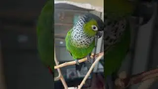 Cute conure parrot chilling by the window