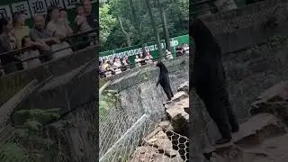 Is this really a bear?