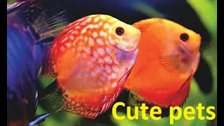 Cute pets - Cute and funny Aquarium Fish Compilation 2020 - try not to laugh