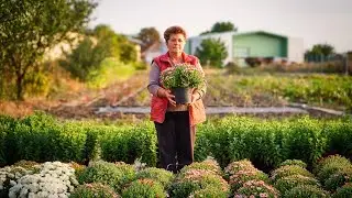 Tapaszi Etelka - Virágtermesztő | Floriculture polyhouse farming