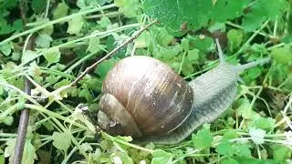 Helix pomatia - Roman snail - Escargot de Bourgogne 🐌