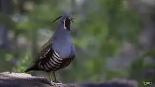 mountain quail