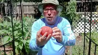 What Is A Mexico Tomato?