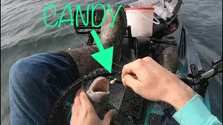 Using SHEEPSHEAD CANDY for giant bridge monsters!! (Pensacola beach, Fl)
