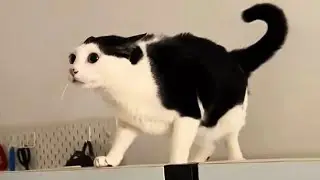 Top Funny Cat Videos 😂 Best Daily Compilation – Try Not To Laugh