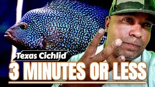 🔵 HOW TO KEEP TEXAS CICHLIDS IN THREE MINUTES OR LESS
