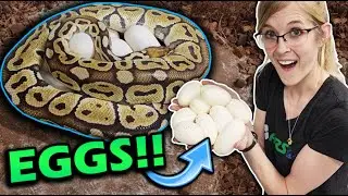 Наши королевские питоны отложили яйца! Бананы готовятся!