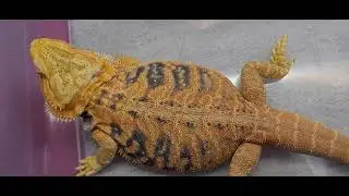 Sewerfest exotic Reptile Show 2021 walk through