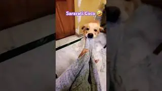 Sararat karna koi Cocose sikhe 🤣 #song #bhojpuri #music #love #coco #doglover #labrador #trend #dog
