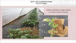 Distillato di Legno BioDea su meloni | Mario dalla Toscana