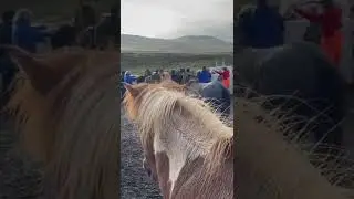 Horse Round Up Iceland Sorting Time !