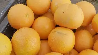 Intercitrus califica de 