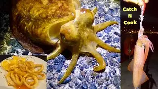 SQUID - Catch n Cook ! Tasty Salt and Pepper Squid Rings