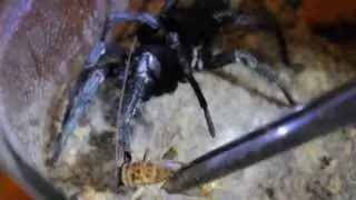 Feeding Xamiatus rubifrons male trapdoor spider