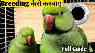 Indian ringneck parrot Breed kab karte hai / पैरट ब्रीड के लिए रेडी कब होते हैं /#birdswithvishal