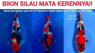 6 KANDIDAT GC KE 1 SHOWA TERBAIK PLANET KOI KEDIRI