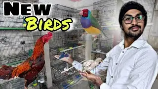 My new birds and pets vlog 